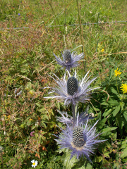 Eryngium alpinum