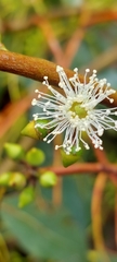 Eucalyptus camphora