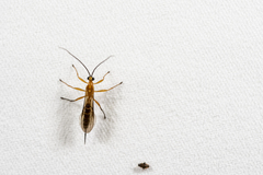 Eriostethus chinensis