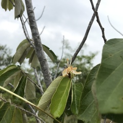 Pterospermum suberifolium