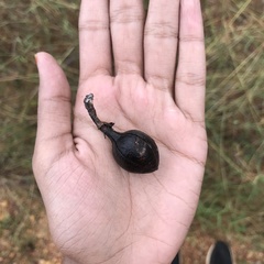 Pterospermum suberifolium