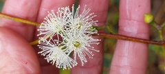 Eucalyptus camphora