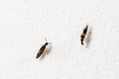 Gabronthus