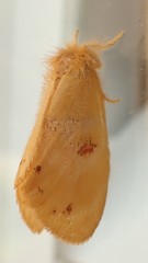 Euproctis crocata