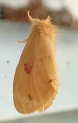 Euproctis crocata