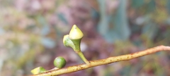 Eucalyptus camphora