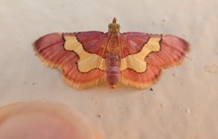 Bostra xanthorhodalis