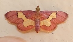 Bostra xanthorhodalis