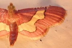 Bostra xanthorhodalis