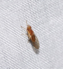 Trigonometopsis binotata