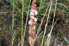 Eriospermum brevipes