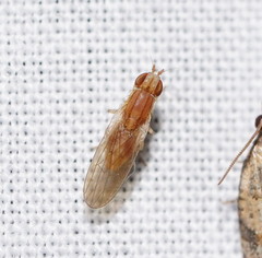 Trigonometopsis binotata