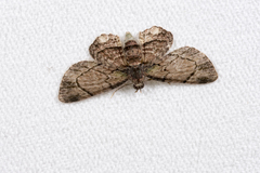 Axinoptera anticostalis