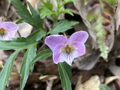 Viola eizanensis