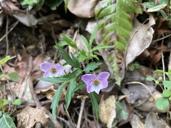 Viola eizanensis