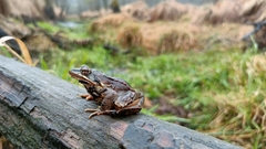 Rana dalmatina