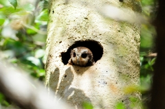 Margarobyas lawrencii