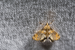 Nymphicula yoshiyasui