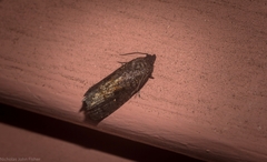 Cryptaspasma sordida