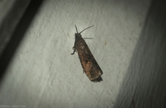 Cryptaspasma sordida