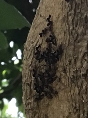 Animalia