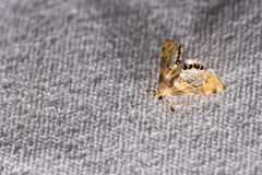 Nymphicula yoshiyasui