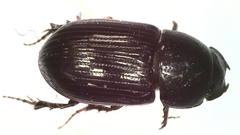 Phaeaphodius