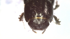 Phaeaphodius