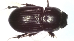 Phaeaphodius