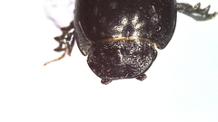 Phaeaphodius