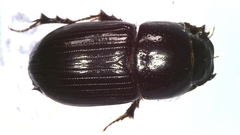 Phaeaphodius