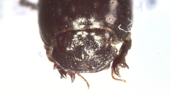 Phaeaphodius