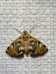 Margarosticha repetitalis