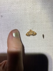 Margarosticha repetitalis
