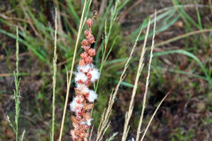 Eriospermum brevipes