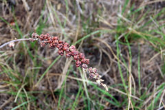 Eriospermum brevipes