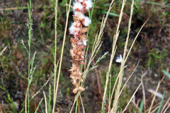 Eriospermum brevipes