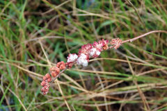 Eriospermum brevipes