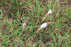 Eriospermum brevipes