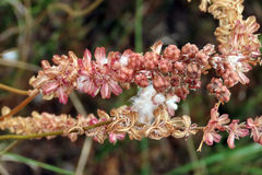 Eriospermum brevipes