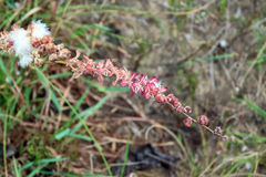 Eriospermum brevipes