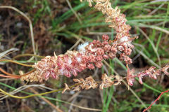 Eriospermum brevipes