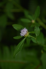 Centratherum riparium