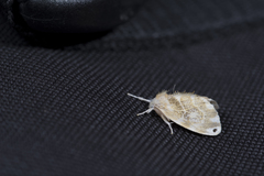 Euproctis kanshireia