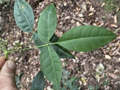 Melicope broadbentiana