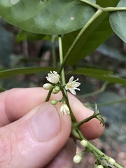 Melicope broadbentiana