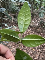 Melicope broadbentiana