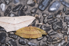 Heterolocha coccinea