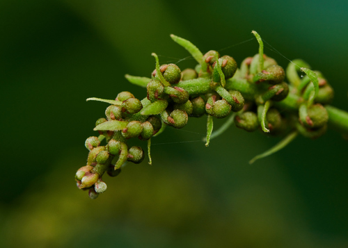 Pongamia pinnata iNat (2)