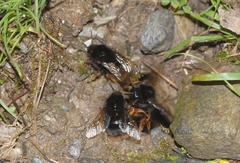 Bombus xanthopus